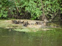 Enten Familie